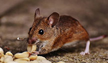 24 Hour & Emergency Exterminators in Glenview, IL